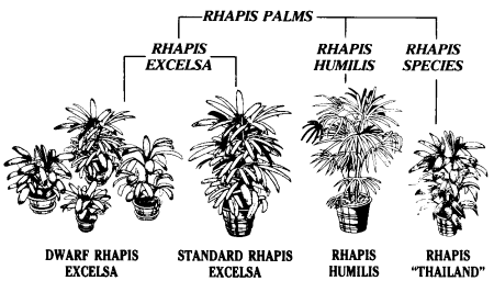 family tree of different Rhapis species