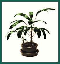 5 inch FUKUJU shown in 5 inch clay Bonsai Pot and saucer (available separately)
