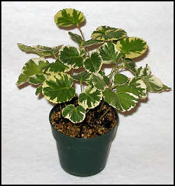 Geranium