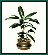 5 inch KOBAN shown in 5 inch clay Bonsai Pot and saucer (available separately)