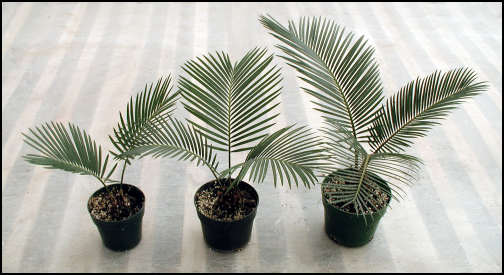 Sago pups with new leaves