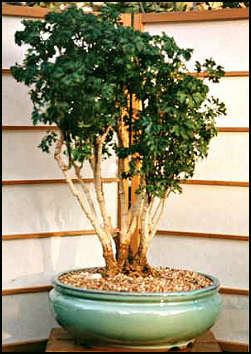7 inch pot size Parsley in Bonsai container