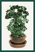 'Elegans' Ming (Parsley)