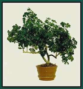 Polyscias 'Ruffles' trained into a Bonsai tree.