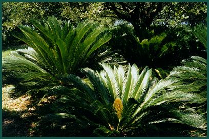 Sago Palms - Cycas revoluta