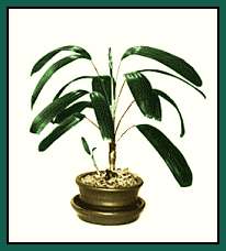 5 inch TENZAN shown in 5 inch clay Bonsai Pot and saucer (available separately)