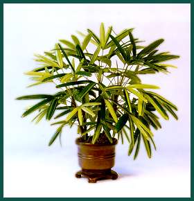 12 year old Rhapis excelsa Zuikonishiki in 10 inch Ming Pot