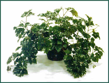 Cissus rhombifolia 'Fionia-Supreme' oak-leaf ivy