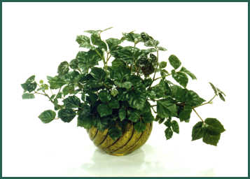 Cissus rhombifolia 'Mandianna' grape ivy