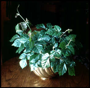 Cissus rhombifolia 'Manda-Supreme' in a 6 brass pot