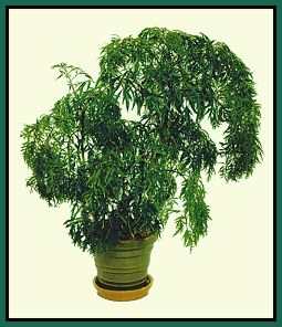 Ming Aralia