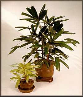 Rhapis excelsa KOBAN & ZUIKO- LUTINO varieties