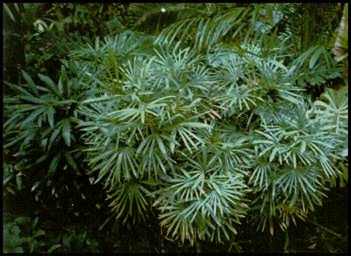 Two forms of Rhapis subtilis