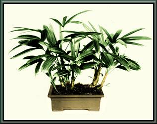 Rhapis excelsa CHIYODAZURA variety in bonsai pot