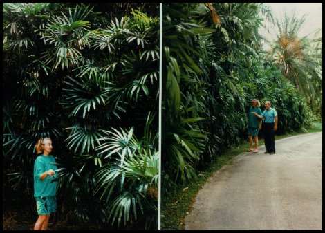 Huge Rhapis excelsa at Fairchild Tropical Garden, Miami, Florida