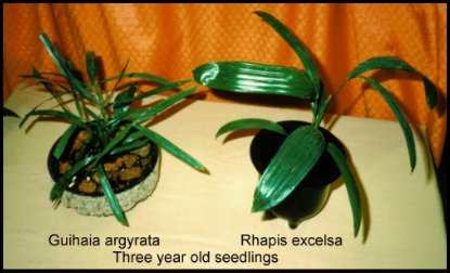 Rhapis excelsa & Guihaia argyrata seedlings compared