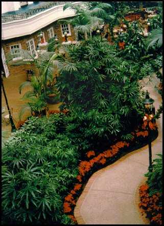 Rhapis excelsa in Opryland Hotel Indoor Gardens, Nashville, TN