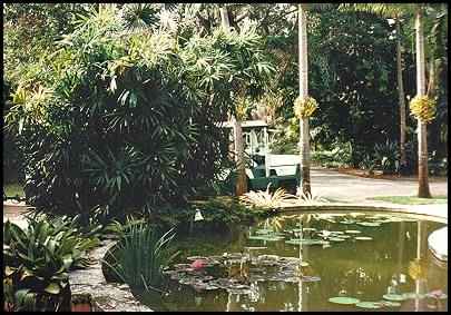 Rhapis excelsa in a California garden