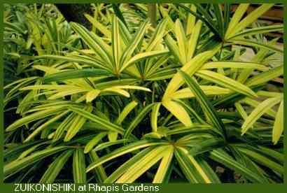 Rhapis excelsa ZUIKONISHIKI at Rhapis Gardens