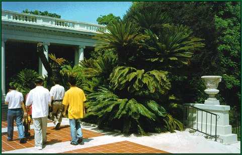 Cycas revoluta at Huntingon Gardens California