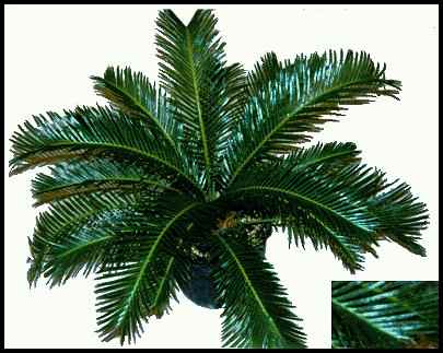 A variegated cycad
