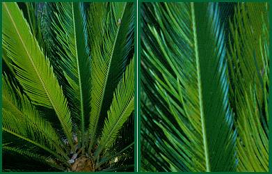 closeup of variegated leaves