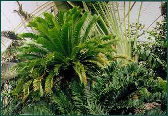 Ancient Cycad