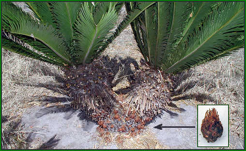 25 year old Sago Palm producing pups