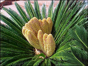 Male sago with multi-cone head