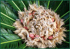 Seed developing in a female Cycas revoluta