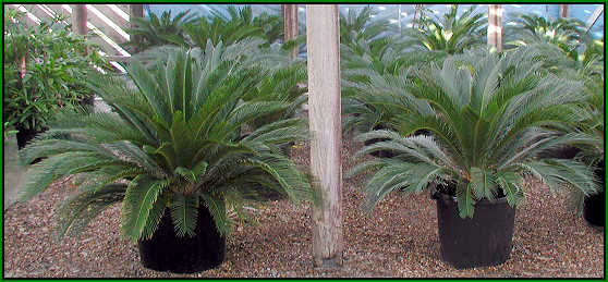 Big Sago palms in 20 pot and 17 pot - grown from large pups.