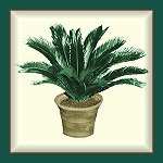 Return to Sago Palms Main Page