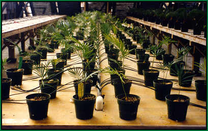 table of 1 year old sago seedlings