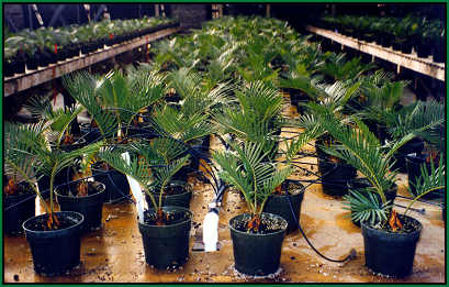 table of 2 year old seedlings in 5 inch pots